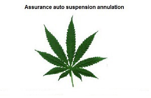 Assurance auto suspension annulation