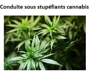 consommation de cannabis en conduisant une auto