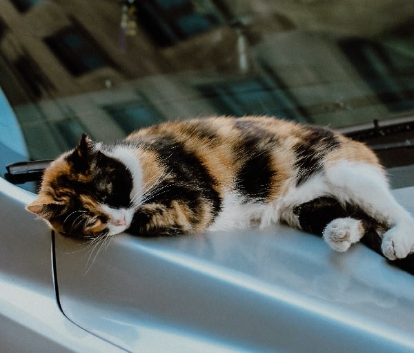 qui peut conduire une voiture sans permis